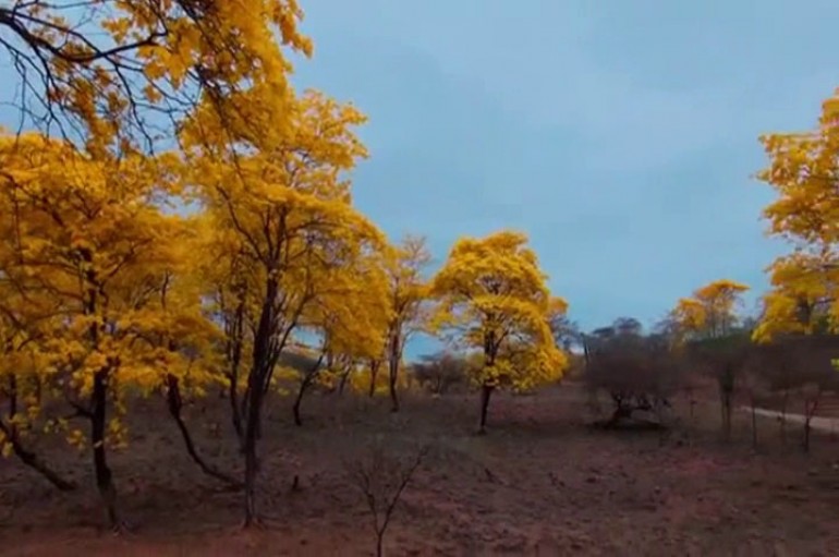 (Video) Se recomienda a  los turistas que visiten el florecimiento de los Guayacanes, a que tomen medidas de precaución.