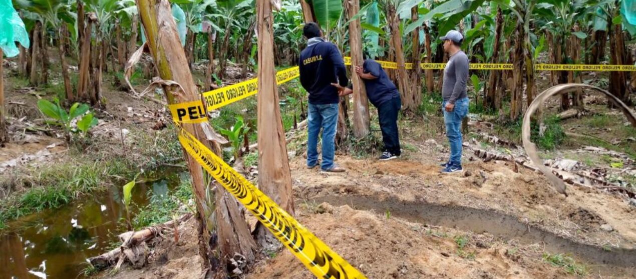 Sector bananero pide emergencia fitosanitaria por avance de Moko y Fusarium