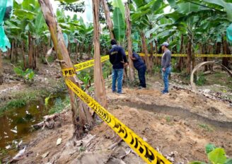 Sector bananero pide emergencia fitosanitaria por avance de Moko y Fusarium