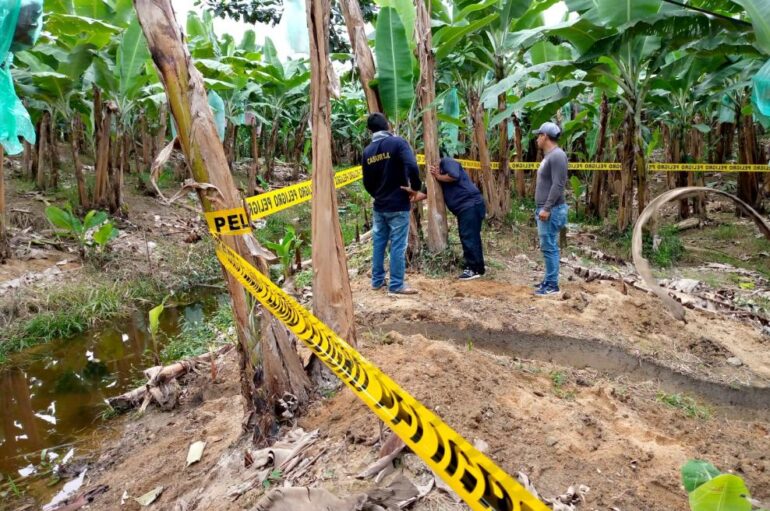 Sector bananero pide emergencia fitosanitaria por avance de Moko y Fusarium